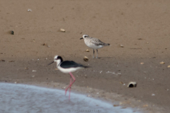 Pluvialis squatarola