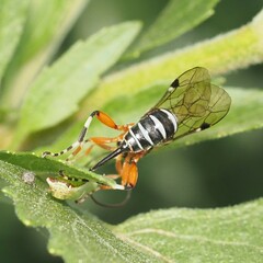 Itoplectis