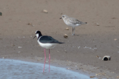 Pluvialis squatarola