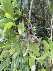 Ileostylus micranthus