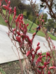 Hesperaloe