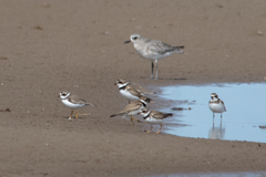 Pluvialis squatarola