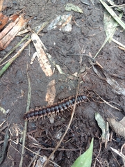 Asiomorpha coarctata