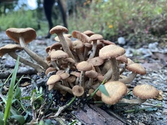 Desarmillaria