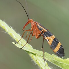 Panorpa nuptialis