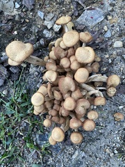 Desarmillaria