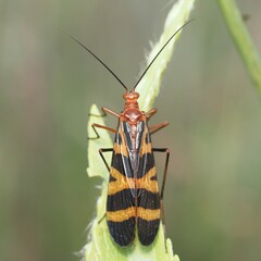 Panorpa nuptialis