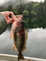 Sebastes brevispinis