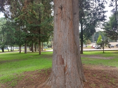Cupressus lusitanica