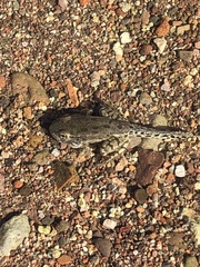 Lithobates yavapaiensis