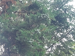 Cupressus lusitanica
