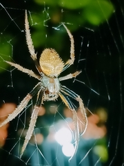 Eriophora