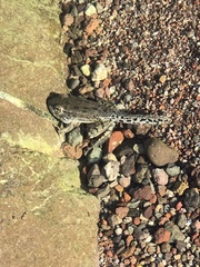 Lithobates yavapaiensis