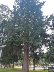 Cupressus lusitanica