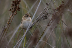 Cistothorus platensis
