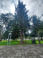 Cupressus lusitanica