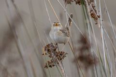 Cistothorus platensis