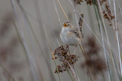 Cistothorus platensis