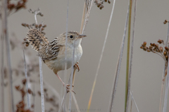 Cistothorus platensis