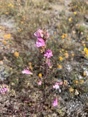 Lamourouxia dasyantha