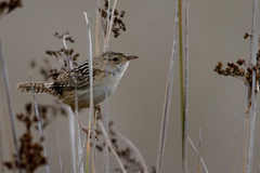 Cistothorus platensis