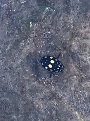 Thermonectus marmoratus