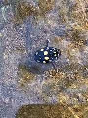 Thermonectus marmoratus