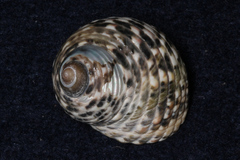 Monodonta