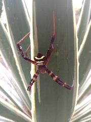 Argiope reinwardti