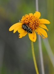 Acmaeodera