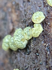 Trichoderma chromospermum