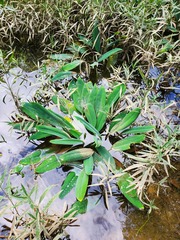 Orontium aquaticum
