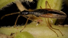 Myodocha serripes
