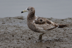 Larus atlanticus