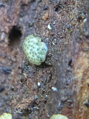 Trichoderma chromospermum