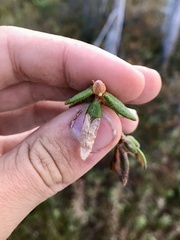 Phyllonorycter ledella