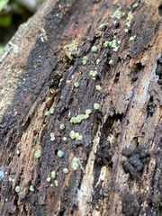 Trichoderma chromospermum