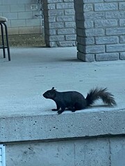 Sciurus carolinensis