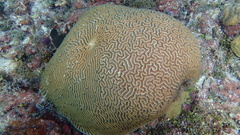 Pseudodiploria strigosa