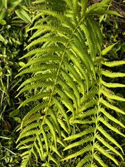 Pelazoneuron kunthii