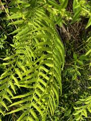 Pelazoneuron kunthii