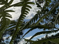 Pelazoneuron kunthii