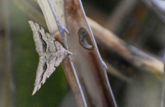 Frederickia s-signata