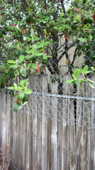 Cotoneaster coriaceus