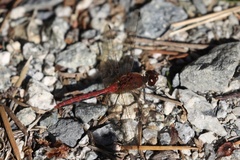 Sympetrum internum