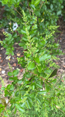 Ligustrum sinense