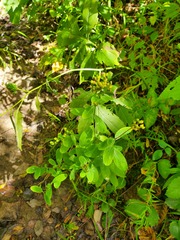 Hypericum punctatum
