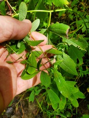 Hypericum punctatum