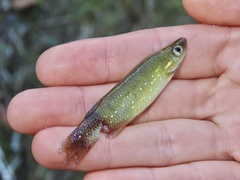 Fundulus chrysotus
