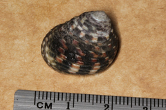 Monodontinae